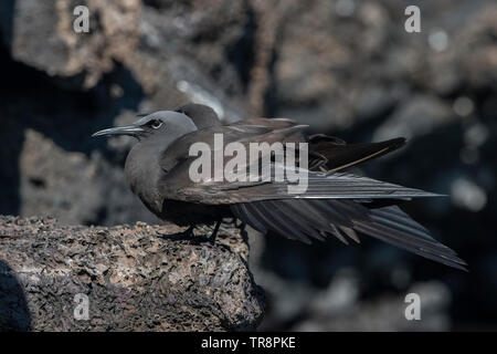 Noddi brun (Anous stolidus galapagensis) est perché sur des roches de lave dans les Galapagos. Une espèce très répandue, la sous-espèce est endémique de l'Galapagos. Banque D'Images