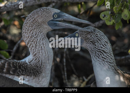 Une paire de blue footed boobies (Sula nebouxii excisa), des îles Galapagos, en Équateur. Une sous-espèce endémique des Galapagos. Banque D'Images