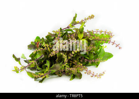 Holy basil Leaf isolé sur fond blanc / vert herbes et basilic thaï food asia Banque D'Images