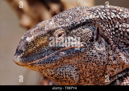 Black-throated Varanus albigularis microstictus - moniteur Banque D'Images