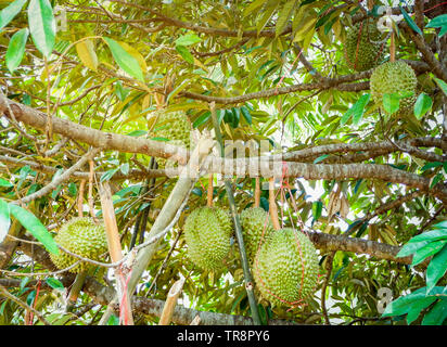 De plus en plus de fruits tropicaux frais durian durian sur plante des arbres dans le verger jardin Banque D'Images