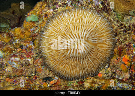 Champignons communs - corail Fungia fungites Banque D'Images