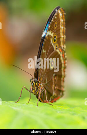 Morpho bleu papillon avec ailes repliées Banque D'Images