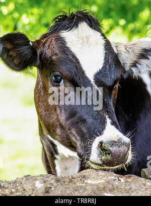 Nosy Be plus de pairs vache le mur de pierre Banque D'Images