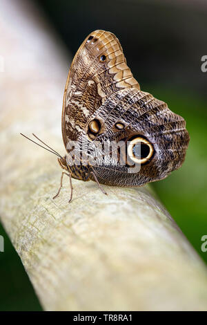 Papillon chouette (ou hibou géant des forêts) - Caligo eurilochus Banque D'Images
