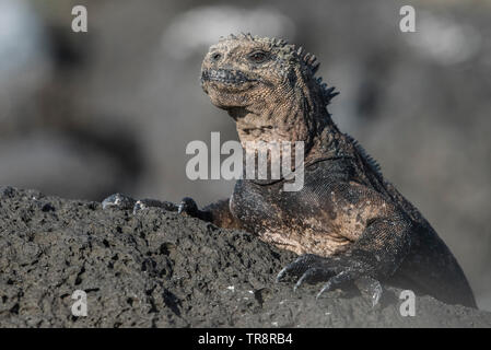 Iguanes marins (Amblyrhynchus cristatus) consacrent une grande partie de leur journée au soleil sur des pierres de lave chaudes se réchauffer dans le soleil chaud. Banque D'Images