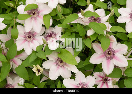 Clematis 'La Comtesse de Wessex' Banque D'Images