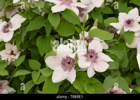 Clematis 'La Comtesse de Wessex' Banque D'Images