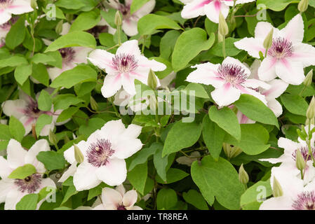 Clematis 'La Comtesse de Wessex' Banque D'Images