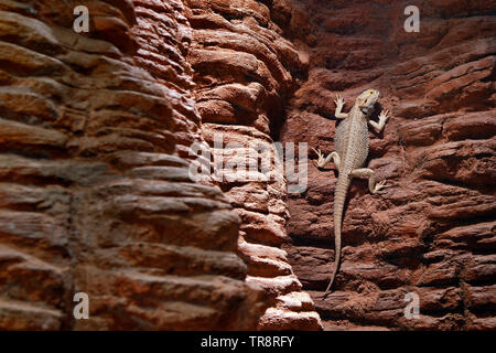 Le centre de dragon barbu - Pogona vitticeps Banque D'Images