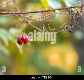 Wild red forest berry sur une branche couverte de toiles d'close up Banque D'Images