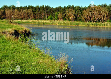 Forêt de pins et de saules sur la rive du lac, sur les collines, sur un fond de ciel bleu ensoleillé, jour de printemps, l'Ukraine Banque D'Images