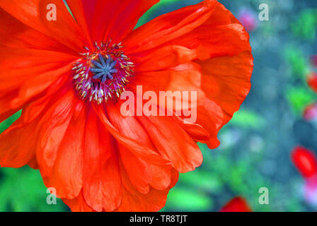 Fleurs de pavot rouge-corail, close-up, les détails de l'herbe verte et floue fond sols gris, Flou d'une vue supérieure Banque D'Images