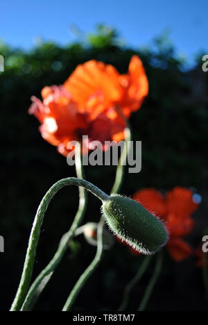 Rouge-corail en fleurs coquelicots et boutons verts moelleux doux sur de longues tiges, libre, doux et feuilles sombres floue fond de ciel bleu Banque D'Images