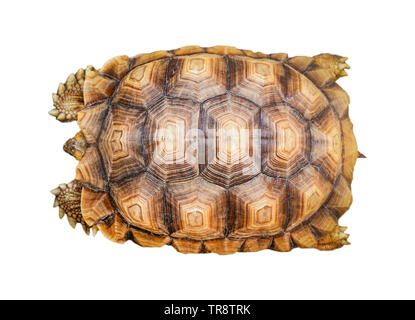 Tortue tortue isolé / armature modèle shell belle isolé sur fond blanc - Vue de dessus Banque D'Images