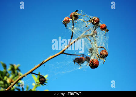 White Spider web sur une branche du Wild rose sec l'an dernier, les petits fruits et les nouvelles feuilles vertes sur fond de ciel bleu Banque D'Images