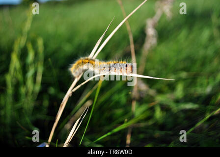 Lasiocampa trifolii (grass eggar) tiger fuzzy caterpillar couleur gris de ramper sur l'herbe, soft floue fond d'herbe verte Banque D'Images