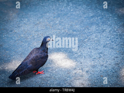 Le pigeon noir marche sur plancher dans le parc / Columba livia domestica pigeon ou colombe noir commun Banque D'Images
