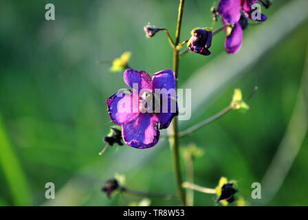 Consolida regalis (Forking Larkspur, Rocket-champ, larkspur delphinium) bleu-violet fleur, fond d'herbe verte, des bokeh Banque D'Images