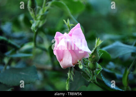 Wild rose bud rose sur les feuilles vert foncé fond flou flou doux Banque D'Images