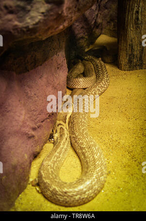 Ou indochinois monocellate cobra étendue sur le sol / serpent naja kaouthia Banque D'Images