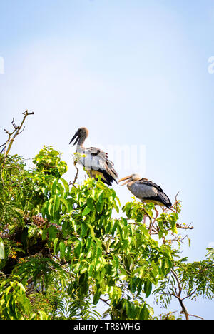 Grand bois stork oiseau sur arbre dans le parc national / Openbill Stork Banque D'Images