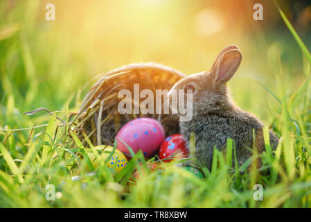 Petit lapin et panier décoré pour le Festival de Pâques colorés oeufs on meadow Banque D'Images