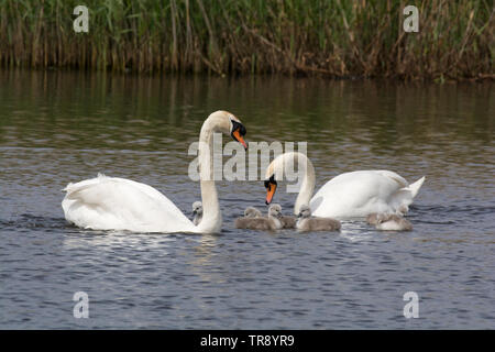 Paire de cygnes tuberculés avec logo, Cygnus olor, natation sur étang, Lancashire, UK Banque D'Images