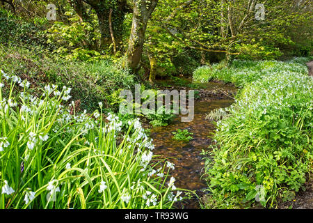 Cours d'eau forestiers et Three-cornered poireau (l'Allium triquetrum), west Cornwall, Angleterre, Royaume-Uni. Banque D'Images