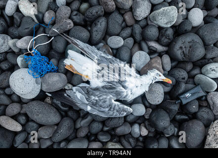 Mouette morte sur la plage près de déchets en plastique. Banque D'Images