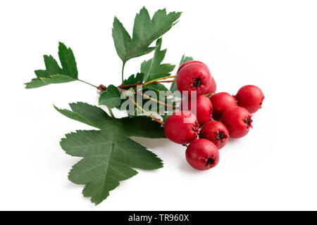 L'aubépine baies rouge avec feuille isolé sur fond blanc Banque D'Images