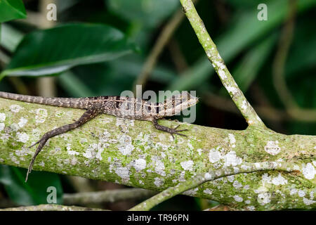 Juvenile Brown a.k.a Basilisk lizard Jésus Christ est d'avoir une pause Banque D'Images