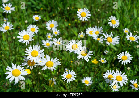 Marguerites avec un scarabée dans une prairie de fleurs Banque D'Images
