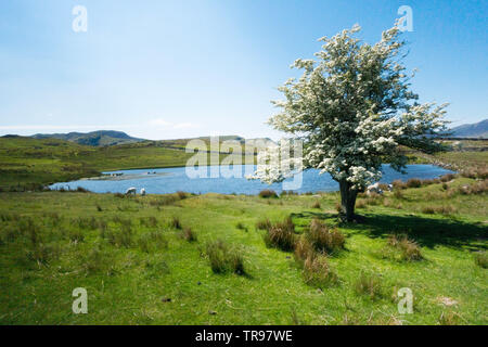 Un seul arbre d'aubépine en fleur de mai couverte se trouve à côté de Tewet Tarn à St John's Vale en Cumbria, près de Keswick Banque D'Images