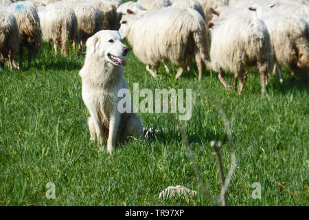 Fidèle chien gardant un troupeau de moutons à Cabras en Sardaigne Banque D'Images