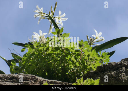 Pancratium maritimum (la jonquille de mer) ou du sable, du sable de la Jonquille Lily, Lily de St Nicolas, progresser en Sardaigne Banque D'Images