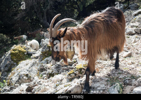 La chèvre de montagne dans la montagne Supramonte, est de la Sardaigne Banque D'Images