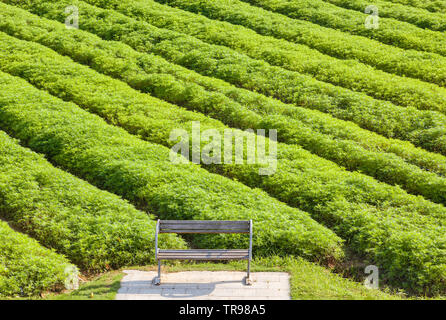 Banc de parc en bois avec l'arrière-plan de champ astragale chinois au lever du soleil dans un parc,Shanghai,Chine Banque D'Images