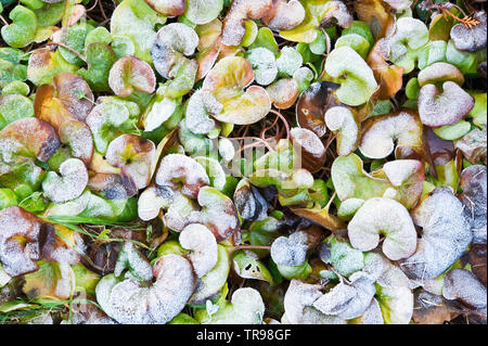 Le gingembre sauvage européenne (Asarum europaeum) recouvert de feuilles de givre. Banque D'Images