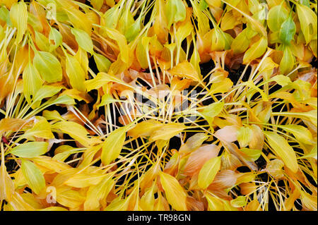 Hosta les feuilles des plantes en couleurs de l'automne. Banque D'Images