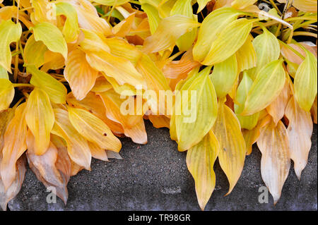 Hosta les feuilles des plantes en couleurs de l'automne. Banque D'Images