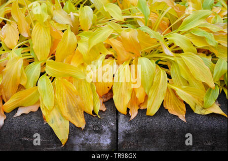 Hosta les feuilles des plantes en couleurs de l'automne. Banque D'Images