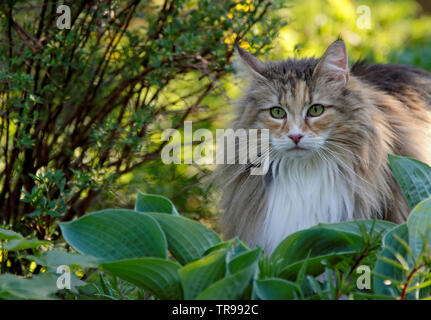 Chat norvégien belle femme debout derrière les plantes dans le jardin Banque D'Images