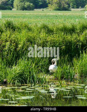 Cygne muet sur son nid en bordure de la rivière Cam Lock Milton 2019 morsure appâts Banque D'Images