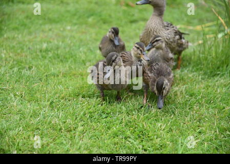 Cane et ses canetons Banque D'Images