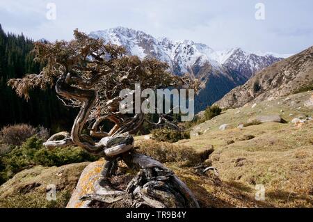 Un arbre tordu sur un rocher en face d'une montagne Banque D'Images