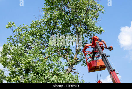 L'élagage et le sciage par un homme avec une tronçonneuse sont debout sur la plate-forme d'une chaire de mécanique de levage entre les branches d'un vieux gros arbre. Banque D'Images