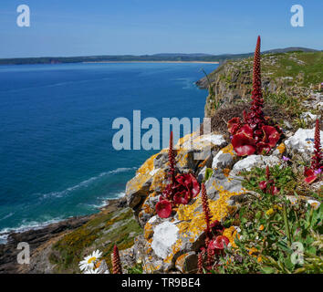 Un paysage marin avec une plante rouge en premier plan, le Pays de Galles Banque D'Images