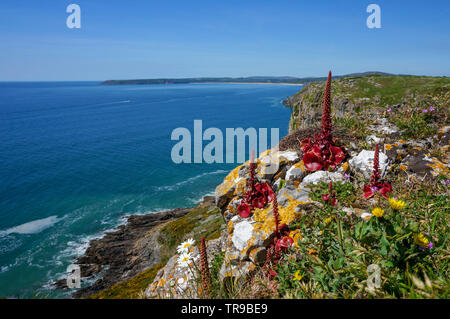 Un paysage marin avec une plante rouge en premier plan, le Pays de Galles Banque D'Images