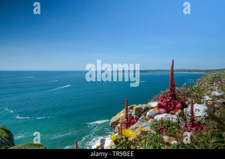 Un paysage marin avec une plante rouge en premier plan, le Pays de Galles Banque D'Images